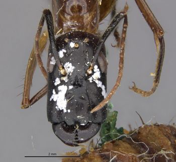 Media type: image;   Entomology 649870 Aspect: head frontal view